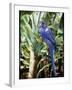 Hyacinth Macaw, 1992-Sandra Lawrence-Framed Giclee Print