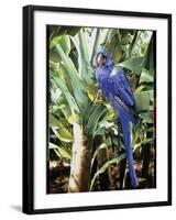 Hyacinth Macaw, 1992-Sandra Lawrence-Framed Giclee Print