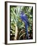 Hyacinth Macaw, 1992-Sandra Lawrence-Framed Giclee Print