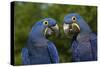 Hyacinth Macaw (Amnolorhynchus Hyacinthinus)-Lynn M^ Stone-Stretched Canvas