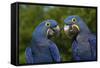 Hyacinth Macaw (Amnolorhynchus Hyacinthinus)-Lynn M^ Stone-Framed Stretched Canvas