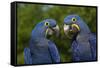 Hyacinth Macaw (Amnolorhynchus Hyacinthinus)-Lynn M^ Stone-Framed Stretched Canvas