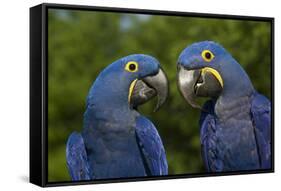 Hyacinth Macaw (Amnolorhynchus Hyacinthinus)-Lynn M^ Stone-Framed Stretched Canvas