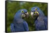 Hyacinth Macaw (Amnolorhynchus Hyacinthinus)-Lynn M^ Stone-Framed Stretched Canvas