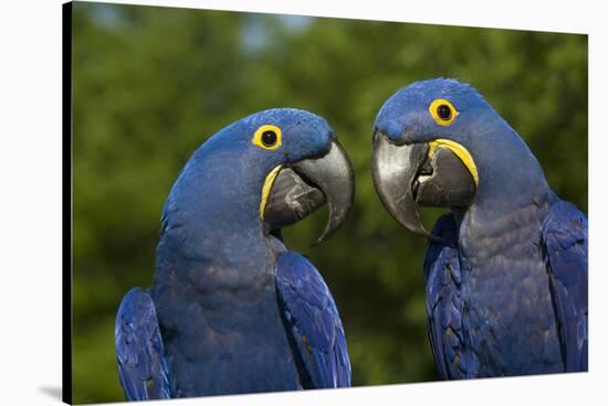 Hyacinth Macaw (Amnolorhynchus Hyacinthinus)-Lynn M^ Stone-Stretched Canvas