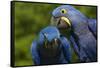 Hyacinth Macaw (Amnolorhynchus Hyacinthinus)-Lynn M^ Stone-Framed Stretched Canvas