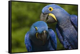 Hyacinth Macaw (Amnolorhynchus Hyacinthinus)-Lynn M^ Stone-Framed Stretched Canvas