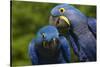 Hyacinth Macaw (Amnolorhynchus Hyacinthinus)-Lynn M^ Stone-Stretched Canvas