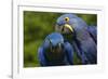 Hyacinth Macaw (Amnolorhynchus Hyacinthinus)-Lynn M^ Stone-Framed Photographic Print