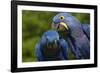 Hyacinth Macaw (Amnolorhynchus Hyacinthinus)-Lynn M^ Stone-Framed Photographic Print