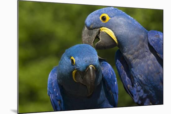 Hyacinth Macaw (Amnolorhynchus Hyacinthinus)-Lynn M^ Stone-Mounted Photographic Print