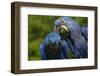 Hyacinth Macaw (Amnolorhynchus Hyacinthinus)-Lynn M^ Stone-Framed Photographic Print