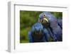 Hyacinth Macaw (Amnolorhynchus Hyacinthinus)-Lynn M^ Stone-Framed Photographic Print