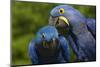 Hyacinth Macaw (Amnolorhynchus Hyacinthinus)-Lynn M^ Stone-Mounted Photographic Print