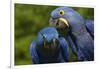 Hyacinth Macaw (Amnolorhynchus Hyacinthinus)-Lynn M^ Stone-Framed Photographic Print