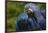 Hyacinth Macaw (Amnolorhynchus Hyacinthinus)-Lynn M^ Stone-Framed Photographic Print