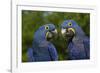 Hyacinth Macaw (Amnolorhynchus Hyacinthinus)-Lynn M^ Stone-Framed Photographic Print