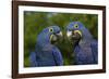 Hyacinth Macaw (Amnolorhynchus Hyacinthinus)-Lynn M^ Stone-Framed Photographic Print