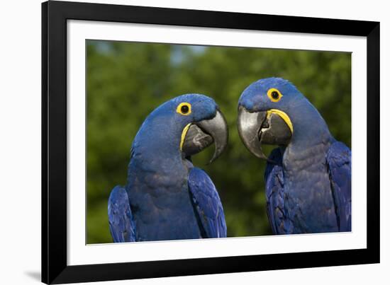 Hyacinth Macaw (Amnolorhynchus Hyacinthinus)-Lynn M^ Stone-Framed Photographic Print