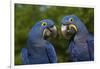 Hyacinth Macaw (Amnolorhynchus Hyacinthinus)-Lynn M^ Stone-Framed Photographic Print