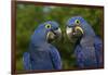 Hyacinth Macaw (Amnolorhynchus Hyacinthinus)-Lynn M^ Stone-Framed Photographic Print