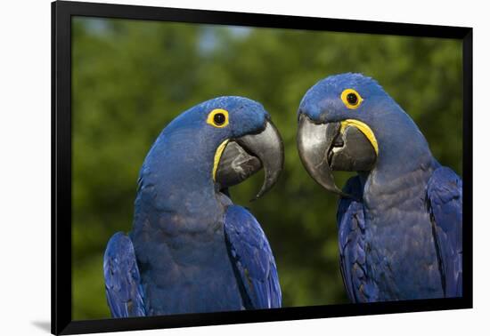 Hyacinth Macaw (Amnolorhynchus Hyacinthinus)-Lynn M^ Stone-Framed Photographic Print