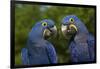 Hyacinth Macaw (Amnolorhynchus Hyacinthinus)-Lynn M^ Stone-Framed Photographic Print