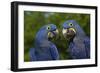 Hyacinth Macaw (Amnolorhynchus Hyacinthinus)-Lynn M^ Stone-Framed Photographic Print