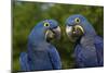 Hyacinth Macaw (Amnolorhynchus Hyacinthinus)-Lynn M^ Stone-Mounted Photographic Print