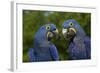 Hyacinth Macaw (Amnolorhynchus Hyacinthinus)-Lynn M^ Stone-Framed Photographic Print