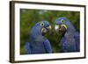 Hyacinth Macaw (Amnolorhynchus Hyacinthinus)-Lynn M^ Stone-Framed Photographic Print