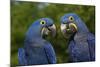 Hyacinth Macaw (Amnolorhynchus Hyacinthinus)-Lynn M^ Stone-Mounted Photographic Print