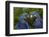 Hyacinth Macaw (Amnolorhynchus Hyacinthinus)-Lynn M^ Stone-Framed Photographic Print