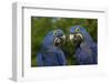 Hyacinth Macaw (Amnolorhynchus Hyacinthinus)-Lynn M^ Stone-Framed Photographic Print