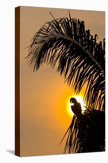 Hyacinth Macaw (Anodorhynchus Hyacinthinus) Calling, Silhouetted Against The Sun, Pantanal-Juan Carlos Munoz-Stretched Canvas