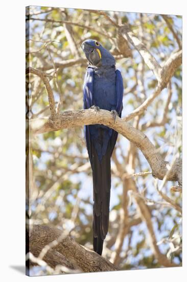 Hyacinth Macaw (Anodorhynchus Hyacinthinus) (Hyacinthine Macaw), Brazil, South America-Alex Robinson-Stretched Canvas
