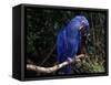 Hyacinth Macaw (Anodorhynchus Hyacinthinus)-Lynn M. Stone-Framed Stretched Canvas