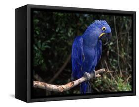 Hyacinth Macaw (Anodorhynchus Hyacinthinus)-Lynn M. Stone-Framed Stretched Canvas