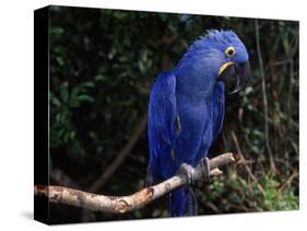 Hyacinth Macaw (Anodorhynchus Hyacinthinus)-Lynn M. Stone-Stretched Canvas