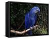 Hyacinth Macaw (Anodorhynchus Hyacinthinus)-Lynn M. Stone-Framed Stretched Canvas