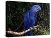 Hyacinth Macaw (Anodorhynchus Hyacinthinus)-Lynn M. Stone-Stretched Canvas