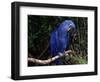 Hyacinth Macaw (Anodorhynchus Hyacinthinus)-Lynn M. Stone-Framed Premium Photographic Print