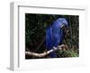 Hyacinth Macaw (Anodorhynchus Hyacinthinus)-Lynn M. Stone-Framed Premium Photographic Print