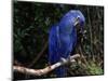 Hyacinth Macaw (Anodorhynchus Hyacinthinus)-Lynn M. Stone-Mounted Premium Photographic Print