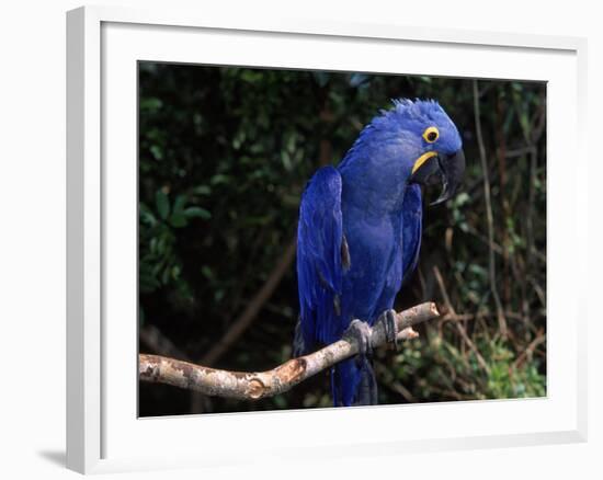 Hyacinth Macaw (Anodorhynchus Hyacinthinus)-Lynn M. Stone-Framed Photographic Print