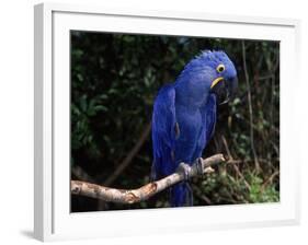 Hyacinth Macaw (Anodorhynchus Hyacinthinus)-Lynn M. Stone-Framed Photographic Print