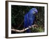 Hyacinth Macaw (Anodorhynchus Hyacinthinus)-Lynn M. Stone-Framed Photographic Print