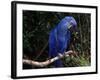 Hyacinth Macaw (Anodorhynchus Hyacinthinus)-Lynn M. Stone-Framed Photographic Print