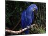 Hyacinth Macaw (Anodorhynchus Hyacinthinus)-Lynn M. Stone-Mounted Photographic Print