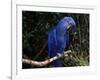 Hyacinth Macaw (Anodorhynchus Hyacinthinus)-Lynn M. Stone-Framed Photographic Print